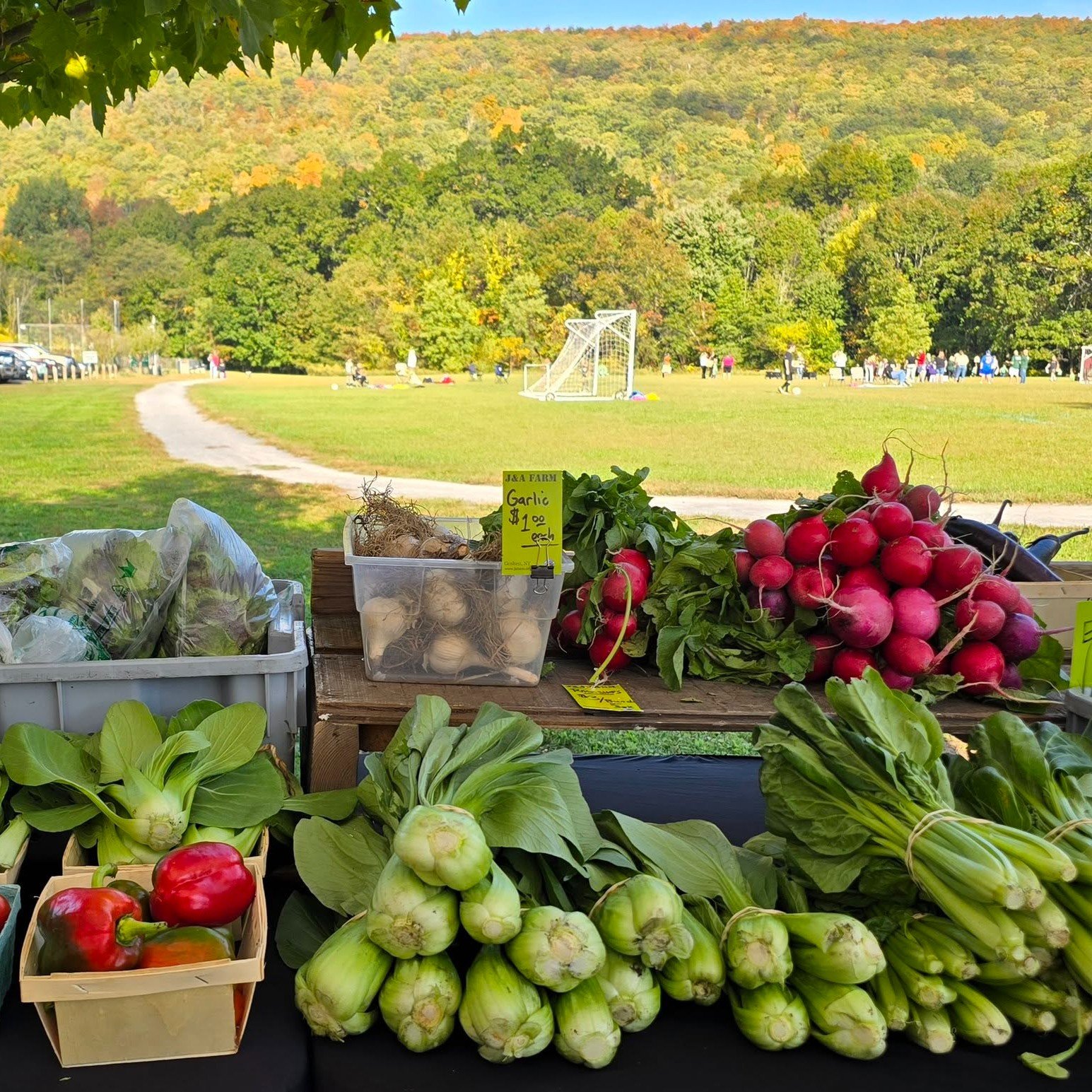 Mid-morning produce picking at Winstanley Park