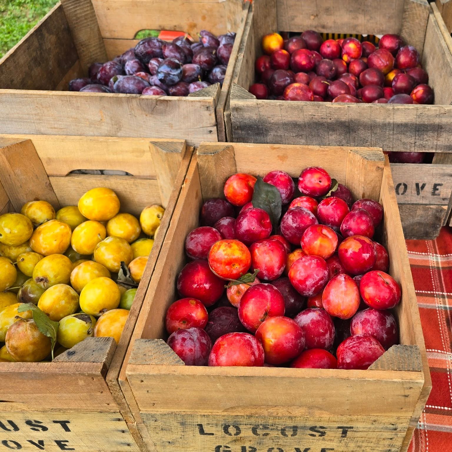 Colorful, in-season fruit is EVERYWHERE