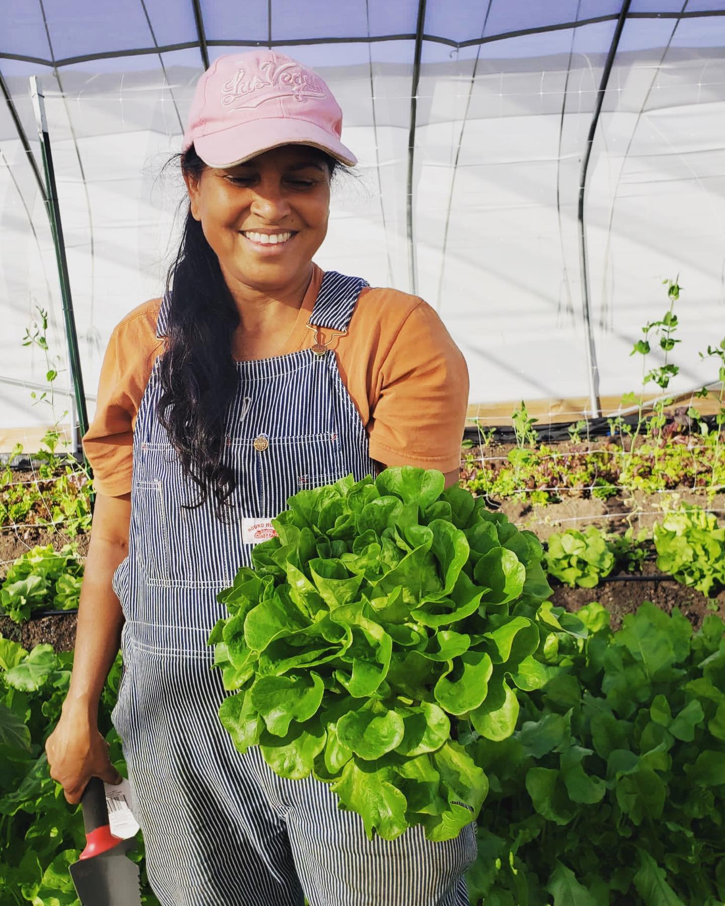 Sapling Farms' Harvest: Farm-Fresh Lettuce