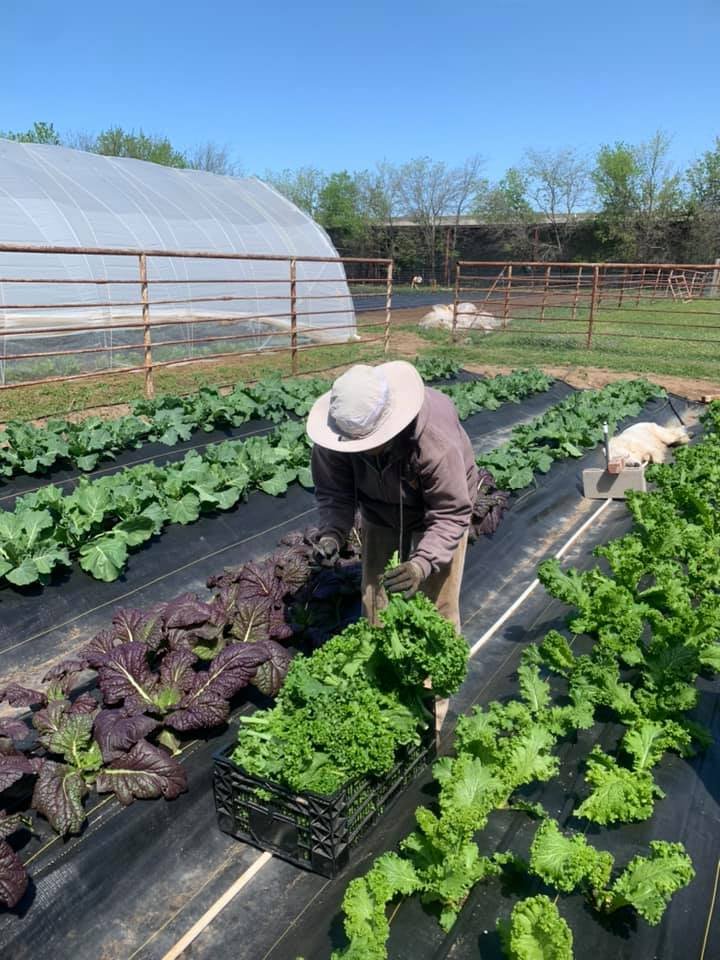 Picking Fresh Greens By Hand—That’s Farm Love