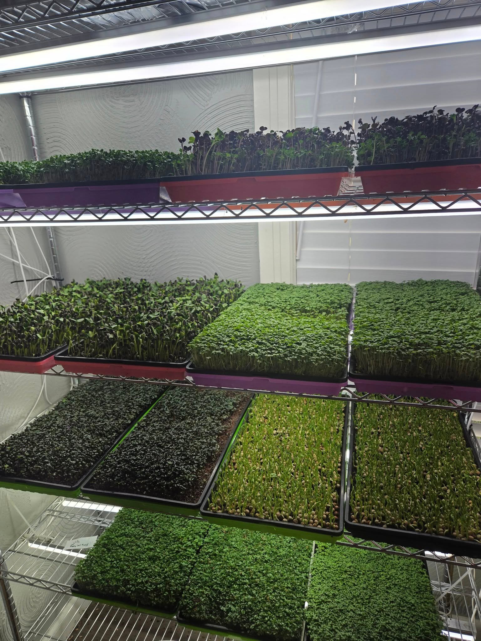 Plants and Microgreens Growing at The Holmestead Farm